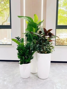 宁波北仑植物租赁价格实惠